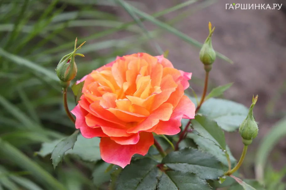 Роза Пур Ламур Дюн Шато шрабоза